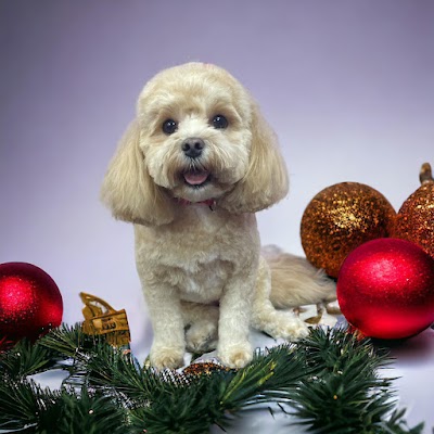 Photo associated with Pretty Pawz Dog Grooming