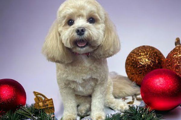Photo associated with Pretty Pawz Dog Grooming
