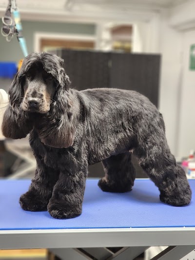 Photo associated with Top to Tail Dog Grooming