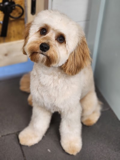 Photo associated with Top to Tail Dog Grooming