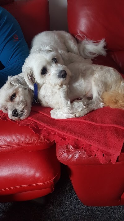 Photo associated with Heritage Hounds Dog Grooming