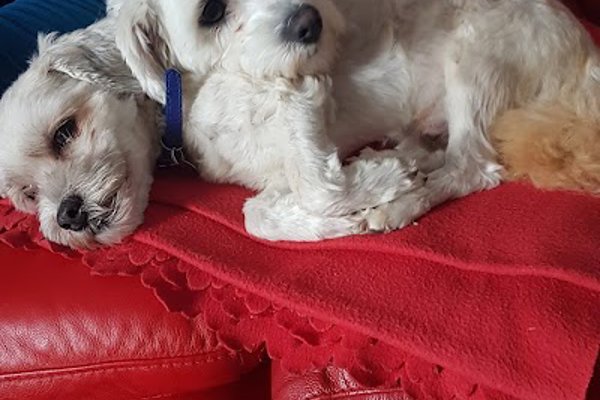 Photo associated with Heritage Hounds Dog Grooming