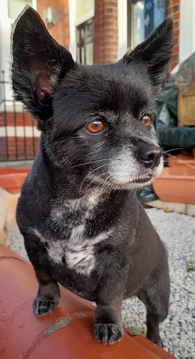 Photo associated with Rascals Dog Grooming Studio