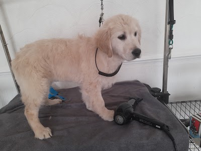 Photo associated with Dog Grooming Fancyfootwork Tlc