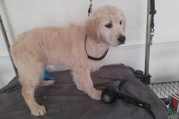 Photo associated with Dog Grooming Fancyfootwork Tlc