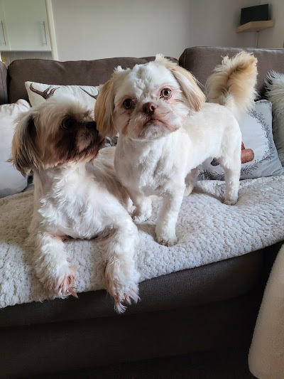 Photo associated with Dog Grooming Fancyfootwork Tlc