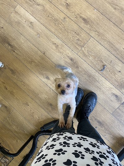 Photo associated with Edinburgh Dog Groomers