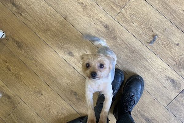 Photo associated with Edinburgh Dog Groomers