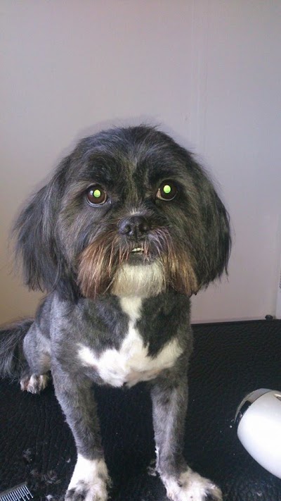 Photo associated with Edinburgh Dog Groomers
