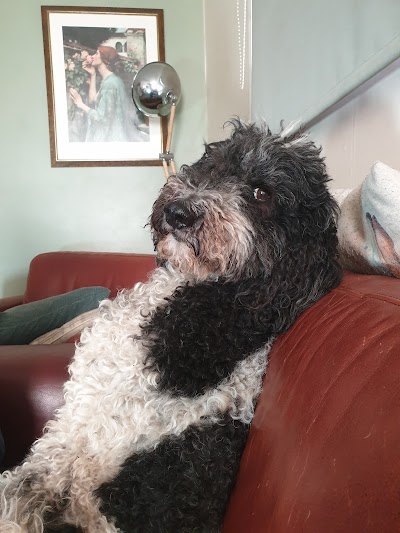 Photo associated with Edinburgh Dog Groomers