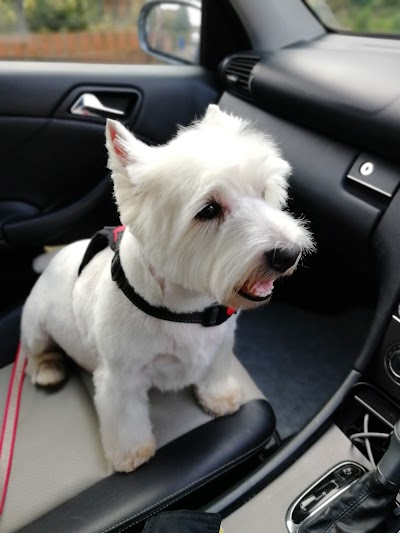 Photo associated with PetSpa Doncaster Dog Grooming