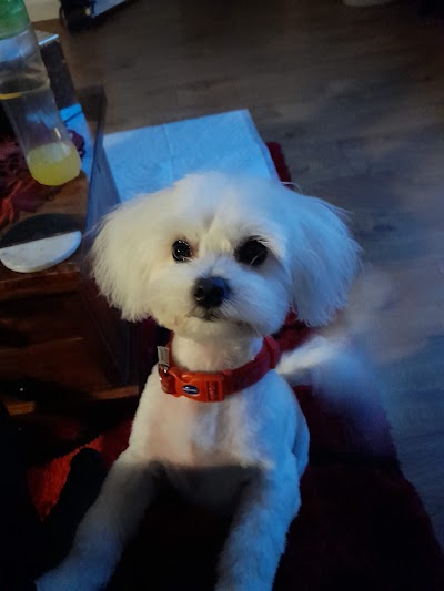 Photo associated with Furry Friends Dog Grooming Studio