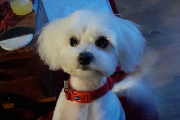 Photo associated with Furry Friends Dog Grooming Studio