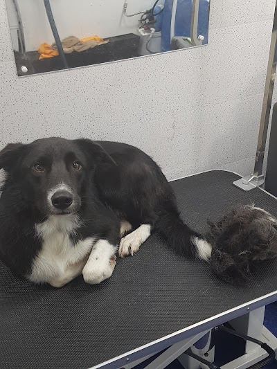 Photo associated with Perfect paws Burton ltd