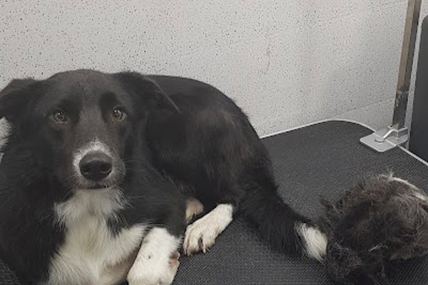 Photo associated with Perfect paws Burton ltd