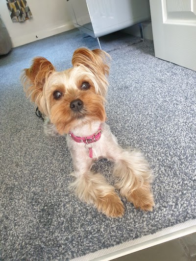 Photo associated with Barks and Bubbles dog grooming