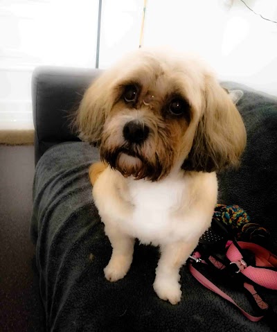 Photo associated with Barks and Bubbles dog grooming