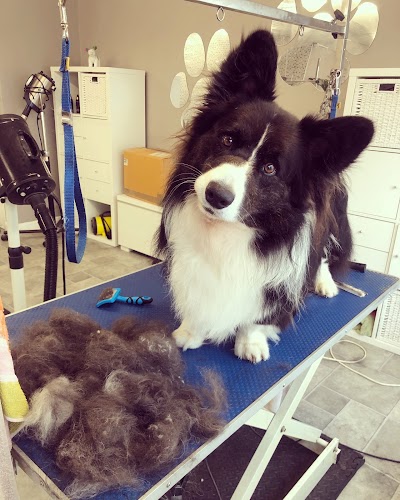 Photo associated with Cuddles Dog Grooming