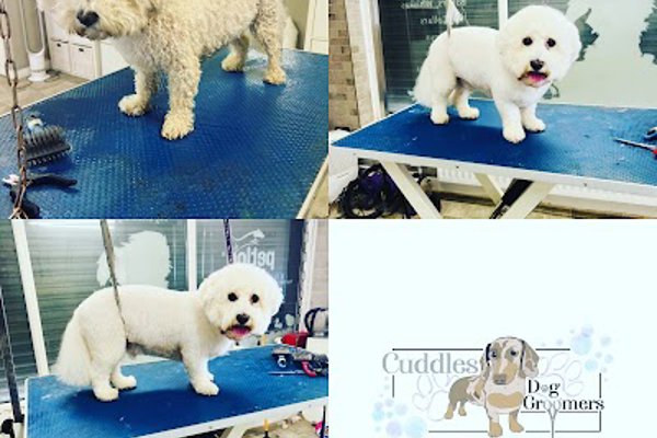 Photo associated with Cuddles Dog Grooming