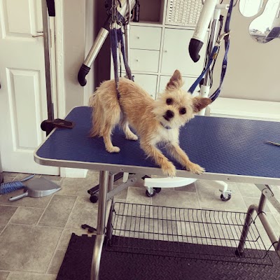 Photo associated with Cuddles Dog Grooming