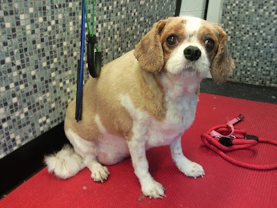 Photo associated with Dial-A-Dog-Wash