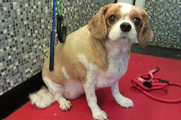 Photo associated with Dial-A-Dog-Wash