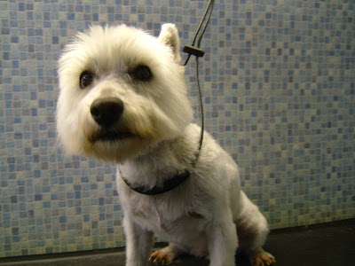 Photo associated with Dial-A-Dog-Wash