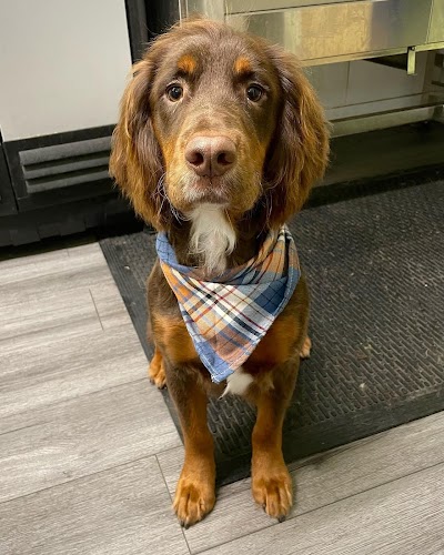 Photo associated with Scruffy 2 Fluffy Dog Groomers Ltd