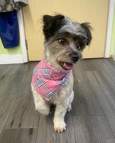 Photo associated with Scruffy 2 Fluffy Dog Groomers Ltd