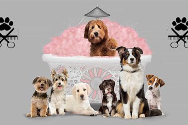 Photo associated with Scruffy 2 Fluffy Dog Groomers Ltd