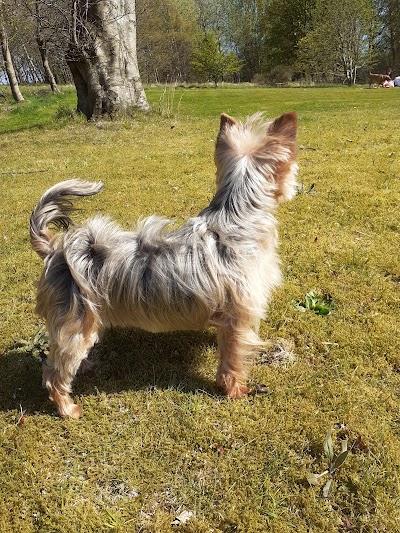 Photo associated with Springburn Dog Grooming
