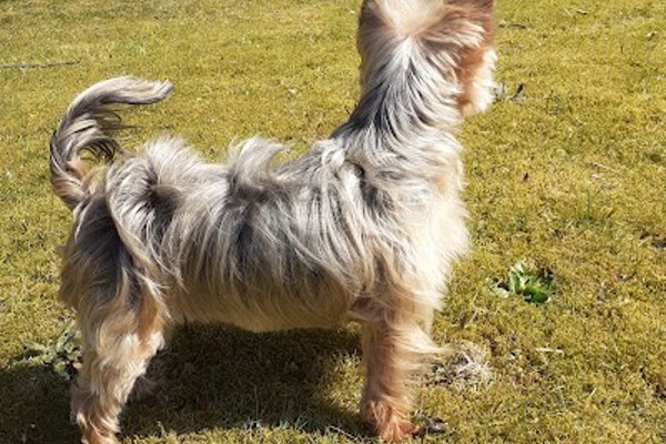 Photo associated with Springburn Dog Grooming