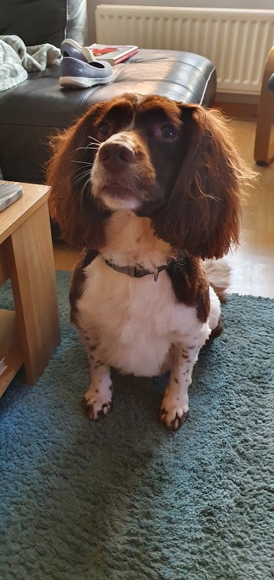 Photo associated with Springburn Dog Grooming