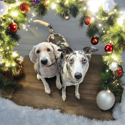 Photo associated with Pawfect Pups Dog Grooming (Swadlincote)