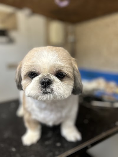 Photo associated with Pawfect Pups Dog Grooming (Swadlincote)