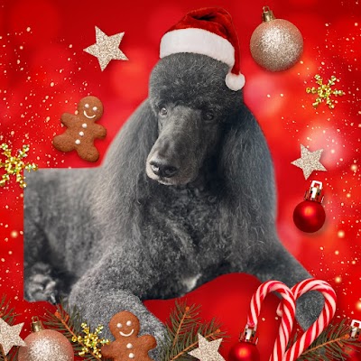 Photo associated with Pawfect Pups Dog Grooming (Swadlincote)