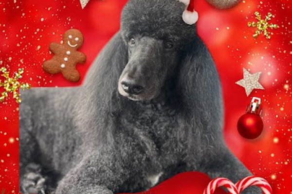 Photo associated with Pawfect Pups Dog Grooming (Swadlincote)