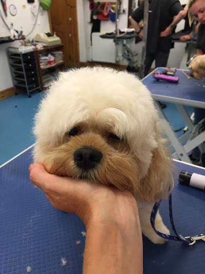 Photo associated with GroomingTails Dog Salon