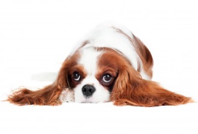 Photo associated with GroomingTails Dog Salon