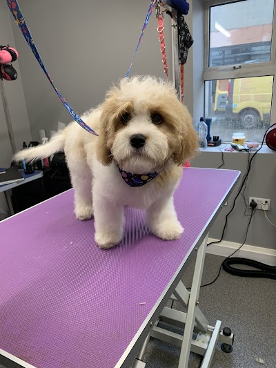 Photo associated with Posh Pooches Dog Groomers Connswater