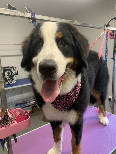 Photo associated with Posh Pooches Dog Groomers Connswater