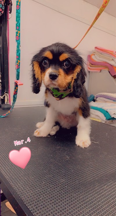 Photo associated with Posh Pooches Dog Groomers Connswater