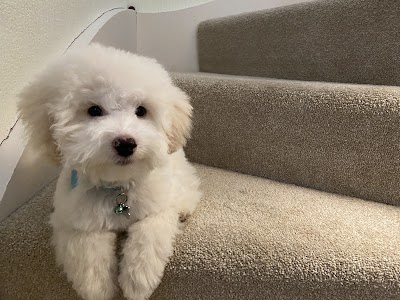 Photo associated with Doggyland Mobile Dog Grooming