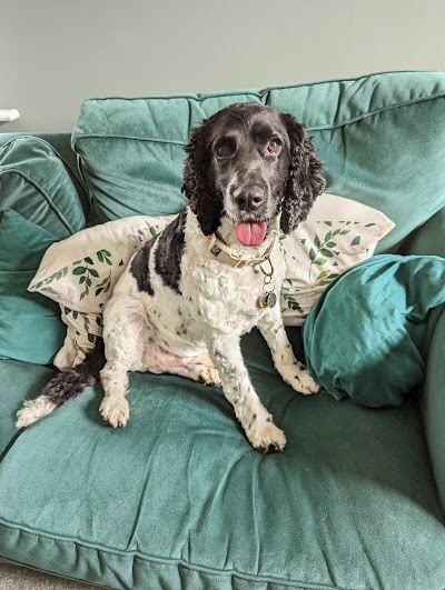 Photo associated with Jills Dog Grooming