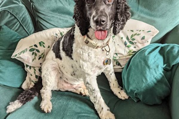 Photo associated with Jills Dog Grooming