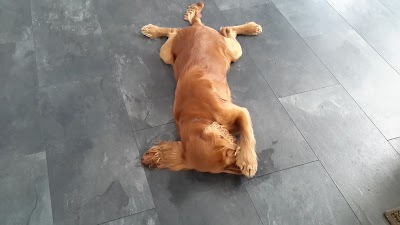 Photo associated with Jills Dog Grooming