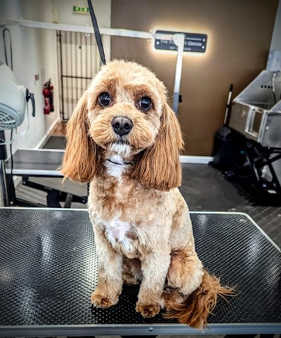 Photo associated with The Pleasant Groom Lytham Pet Groomers