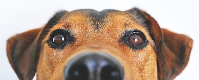 Photo associated with Gorgeous Paws Grooming Salon