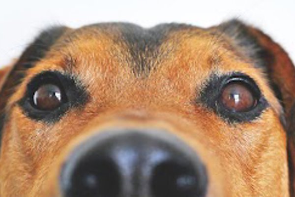 Photo associated with Gorgeous Paws Grooming Salon