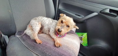 Photo associated with Gorgeous Paws Grooming Salon